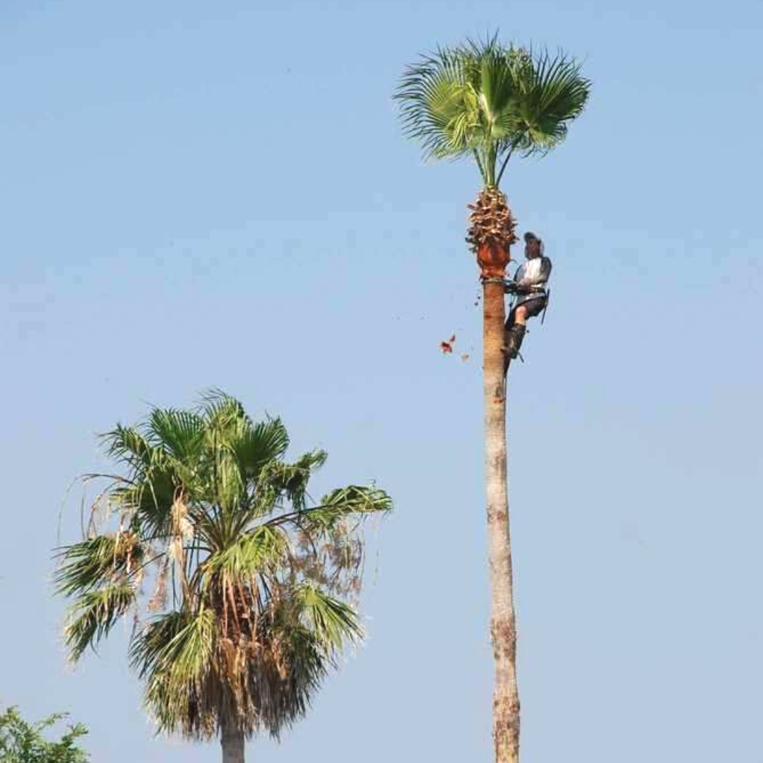 when-to-trim-a-palm-tree-anderson-tree-care-ocala-florida