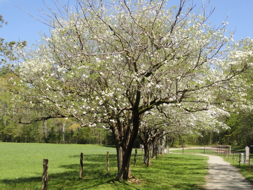 When to trim a dogwood | Anderson Tree Care