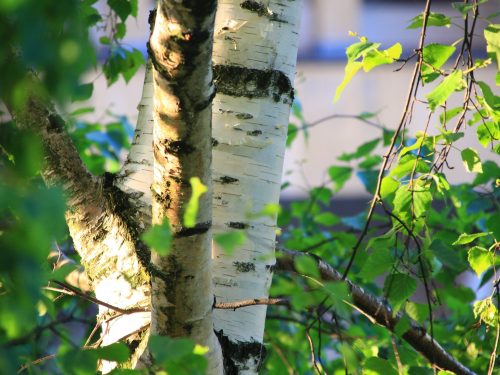 birch-gf7264cc7a_1920