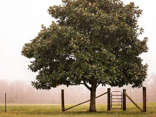 Magnolia Tree Removal Services | Anderson Tree Care