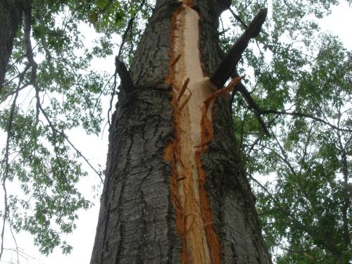 lighting tree protection