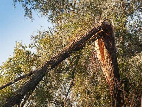 lightning_protection_anderson_tree_care_ocala_florida