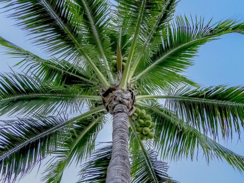 palm-tree-2533360_1920