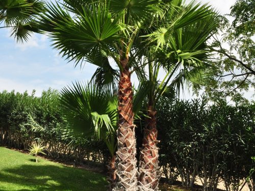 palm-tree-g820840be6_1920