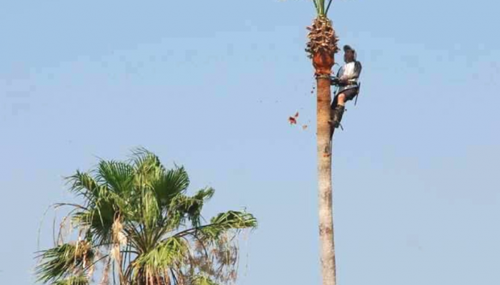 palm tree trimming
