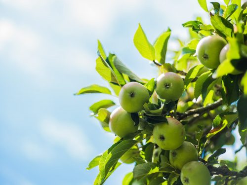 Fruit Tree Trimming Services