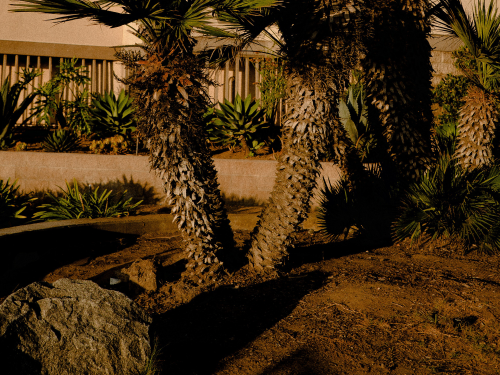 pexels-wendy-wei-2959587