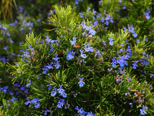 rosemary-g04cb856ff_1920