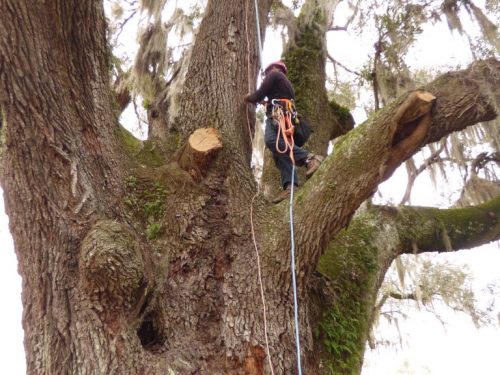 tree lighting protection 2