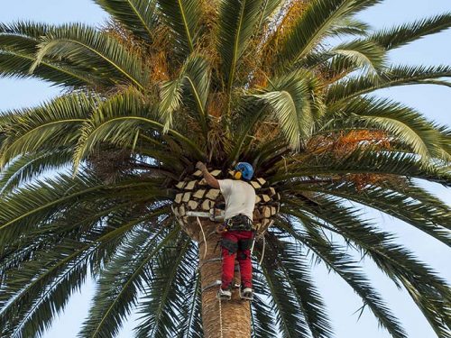 Palm Tree Trimming Service